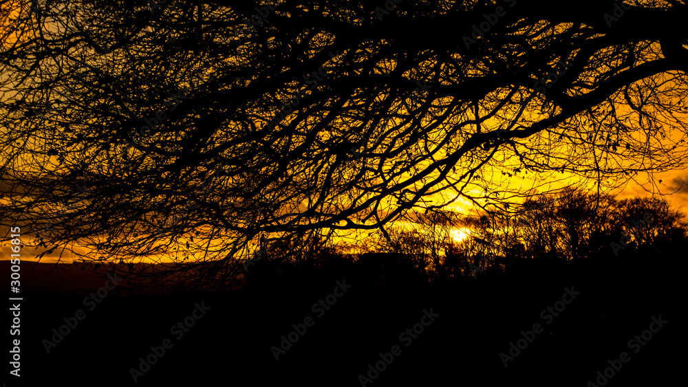 Vivid orange sunset sky with black winter branches in silhouette during winter Vivid orange sunset sky with black winter branches in silhouette during winter