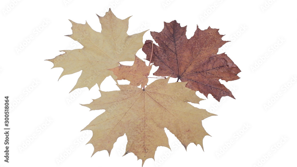 autumn leaves isolated on white background autumn leaves isolated on white background