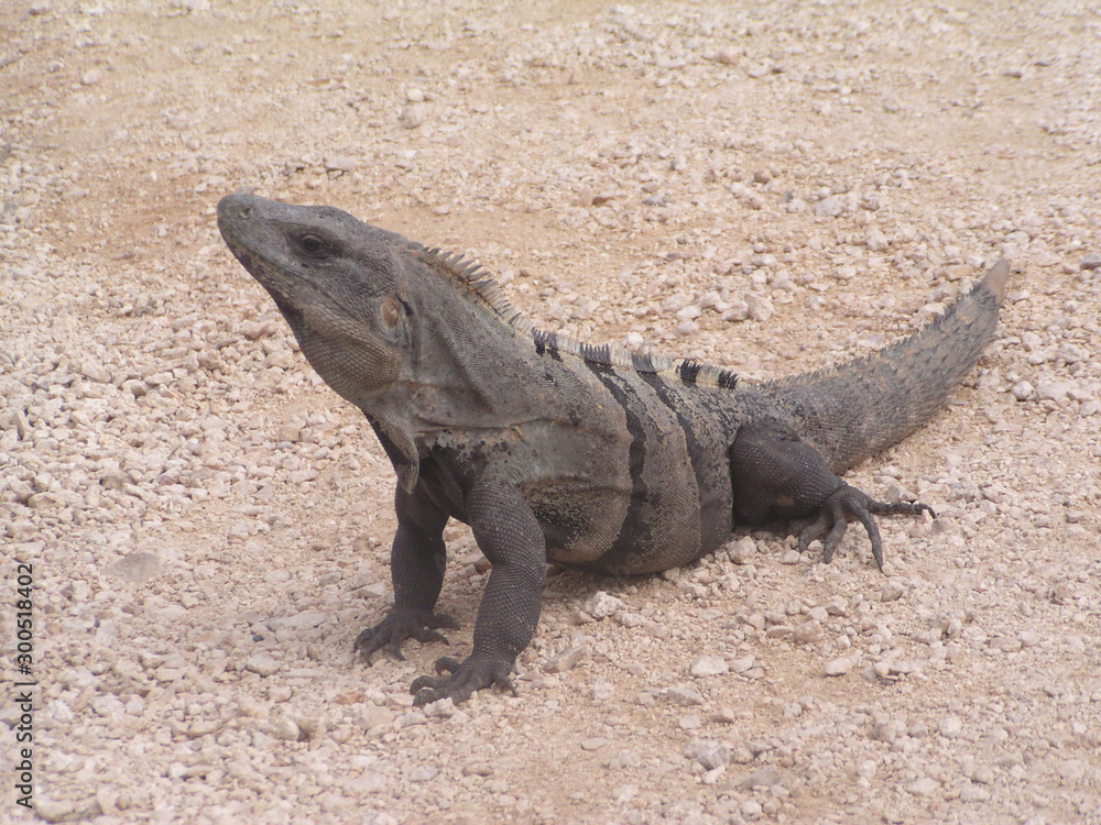 Varan on the sandy beach Varan on the sandy beach