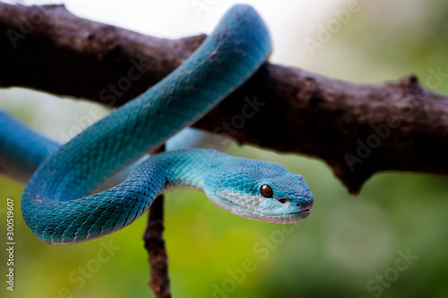 blue insularis pit viper, venomous snake