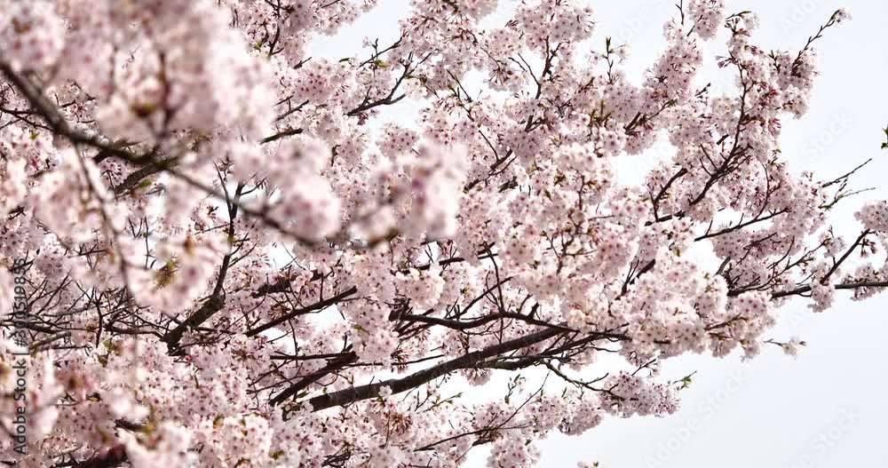 Cherry blossoms Cherry blossoms