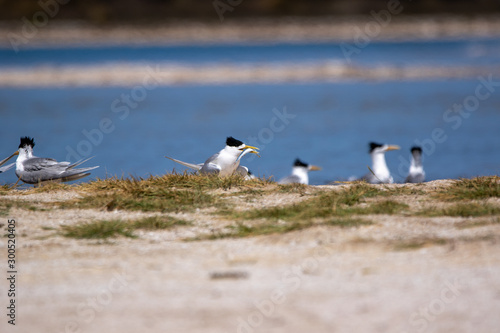 Fairy Terns - Rotnest Island - 'Sternula nereis'