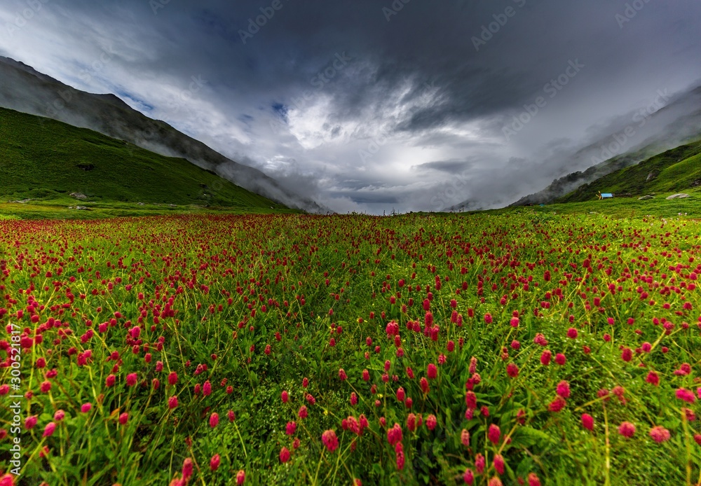 spread of red flowers in the Mandini Valley, Garhwal, Himachal Pradesh, India