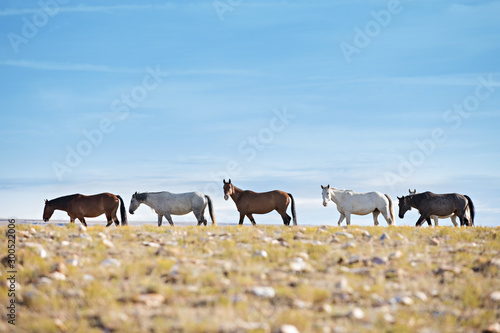 Wallpaper Mural Wild Horses Torontodigital.ca