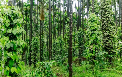 green and dense forests of western ghats, Karnataka, India