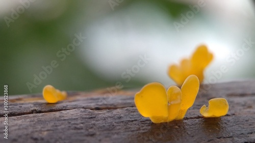 Mushroom Macro Photography