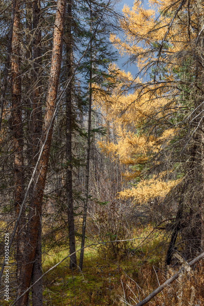 Fototapeta premium tamarack with autumn colors