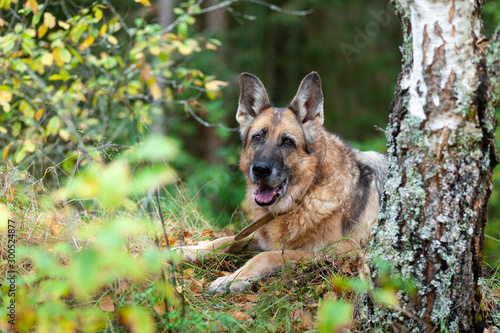 German shepherd dog beautifully lies on a hill near a birch