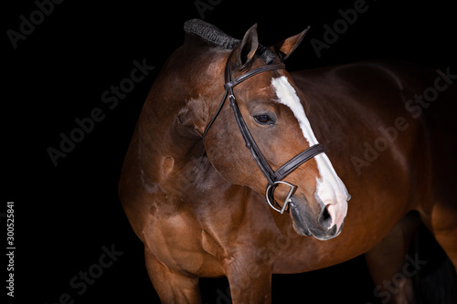 Canvas-taulu Horse on Black Background