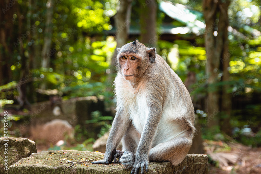 Fototapeta premium Just a monkey chilling in the sun