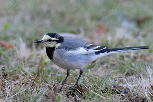 white wagtail © Matthewadobe