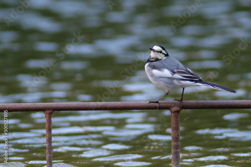 white wagtail © Matthewadobe