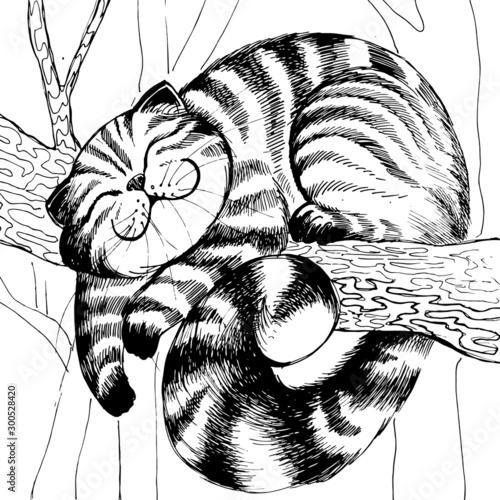 Striped cat, black and white pattern, hatching