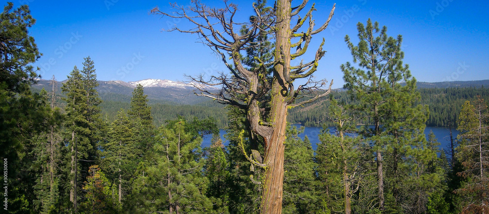 Obraz premium Sole tree on top of mountain. Snow in backgroud mountains.