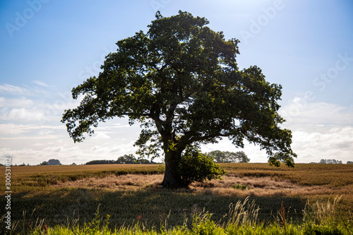 Solitary tree in different ligthing old oaktree