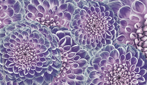 Floral purple background. Flowers  dahlias close-up.  Flowers composition. Nature.