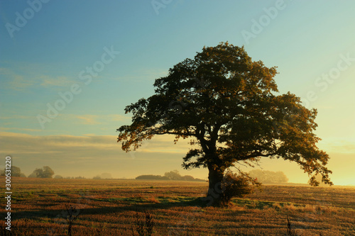 Solitary tree in different ligthing old oaktree