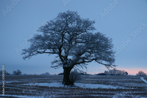 Solitary tree in different ligthing old oaktree photo