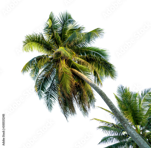 coconut tree bending Isolated on White background