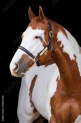 Fotografie Paint Horse Headshot