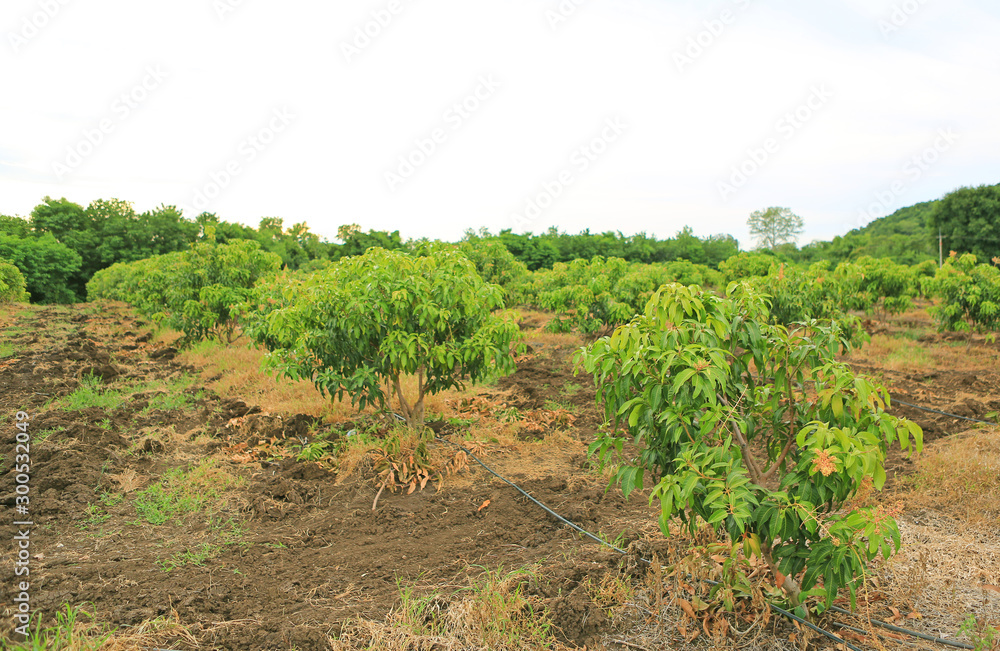 Growing Mango field in valley of Thailand
