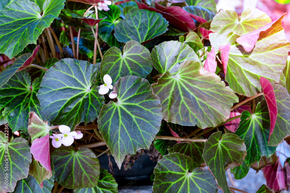 Dark green leaves pattern with little flowers Dark green leaves pattern with little flowers