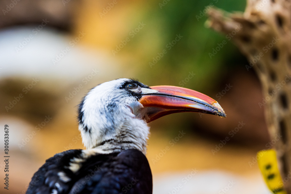 Obraz premium Decken's Hornbill