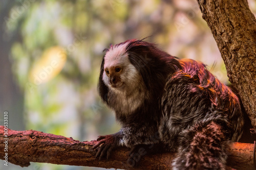 Geoffroy's Marmoset photo