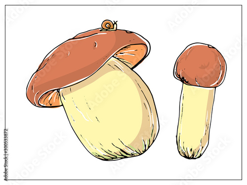 Vector illustration with porcini mushrooms on a white background.