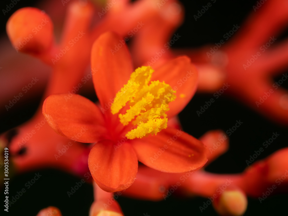 Macro Photo of Red Flower with Yellow Pollen Isolated on Black Background, Selective Focus Macro Photo of Red Flower with Yellow Pollen Isolated on Black Background, Selective Focus