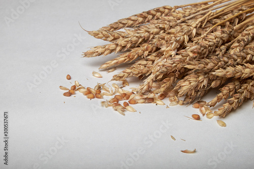 Wheat ears bunch on rustic wooden background.
