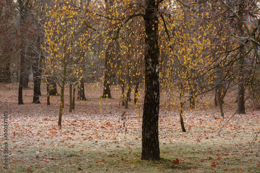 A snowy and foggy park with trees in green, yellow and brown leaves covered with hoarfrost and in the center a birch with rare bright yellow leaves, as if hanging in the air. A snowy and foggy park with trees in green, yellow and brown leaves covered with hoarfrost and in the center a birch with rare bright yellow leaves, as if hanging in the air.
