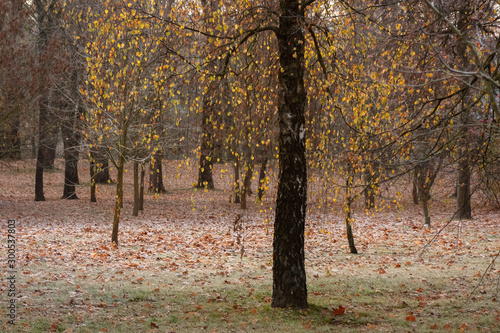A snowy and foggy park with trees in green  yellow and brown leaves covered with hoarfrost and in the center a birch with rare bright yellow leaves  as if hanging in the air.