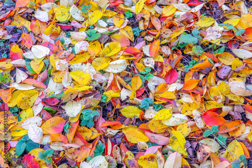 colorful autumn foliage as background