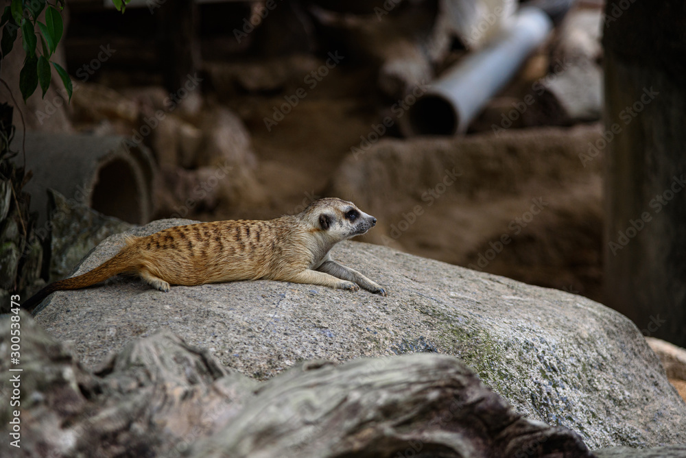 meerkat, Suricata suricatta living on ground meerkat, Suricata suricatta living on ground