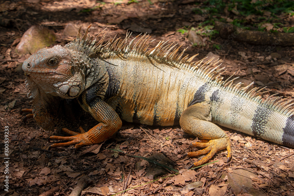 Fototapeta premium Iguana on the forest