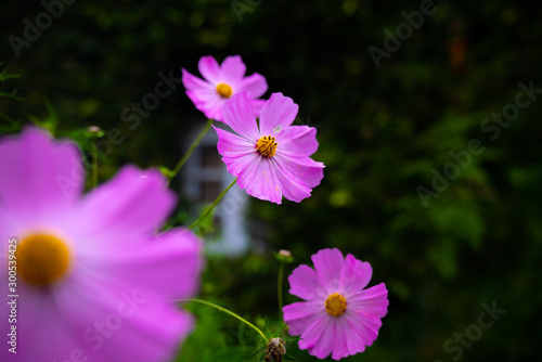 pink flowers in the garden