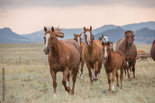 Horse Herd