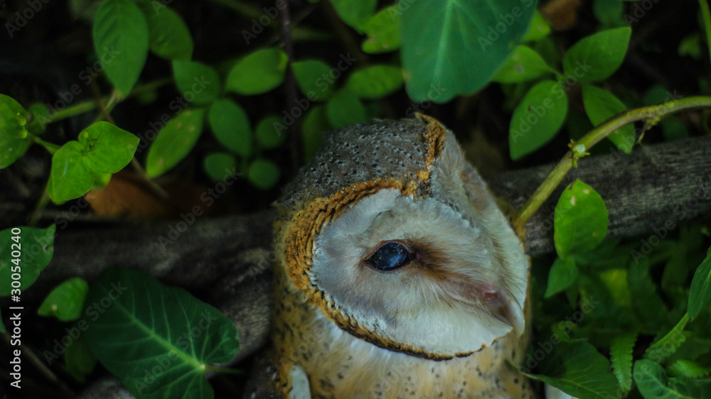 Close up of a Great Horned Owl in the background behind the leaves of a tree. Close up of a Great Horned Owl in the background behind the leaves of a tree.