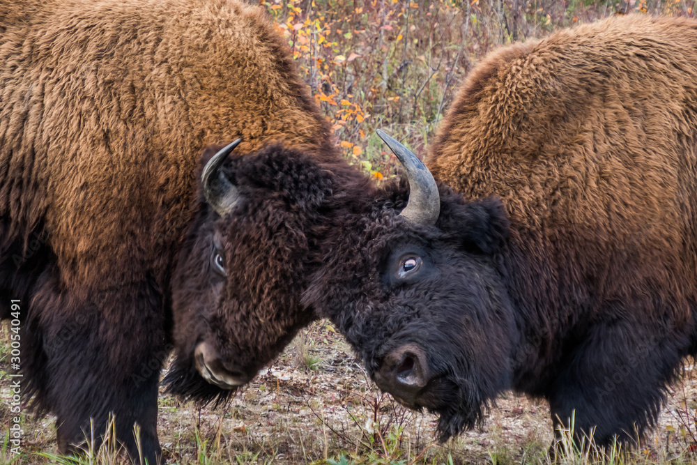 カナダ ウッドバッファロー国立公園の野牛 Wood Buffalo National Park カナダ ウッドバッファロー国立公園の野牛 Wood Buffalo National Park