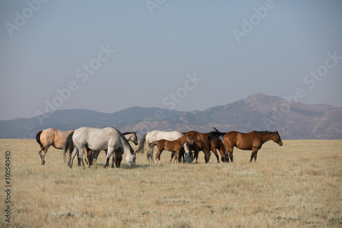 Fototapeta Naklejka Na Ścianę i Meble -  Quarter Horses