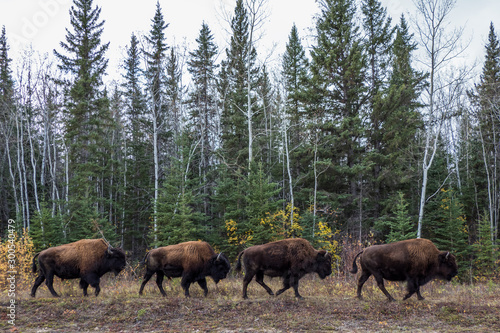 カナダ ウッドバッファロー国立公園の野牛　Wood Buffalo National Park