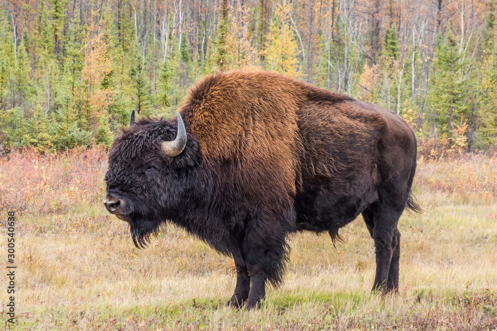 カナダ ウッドバッファロー国立公園の野牛　Wood Buffalo National Park