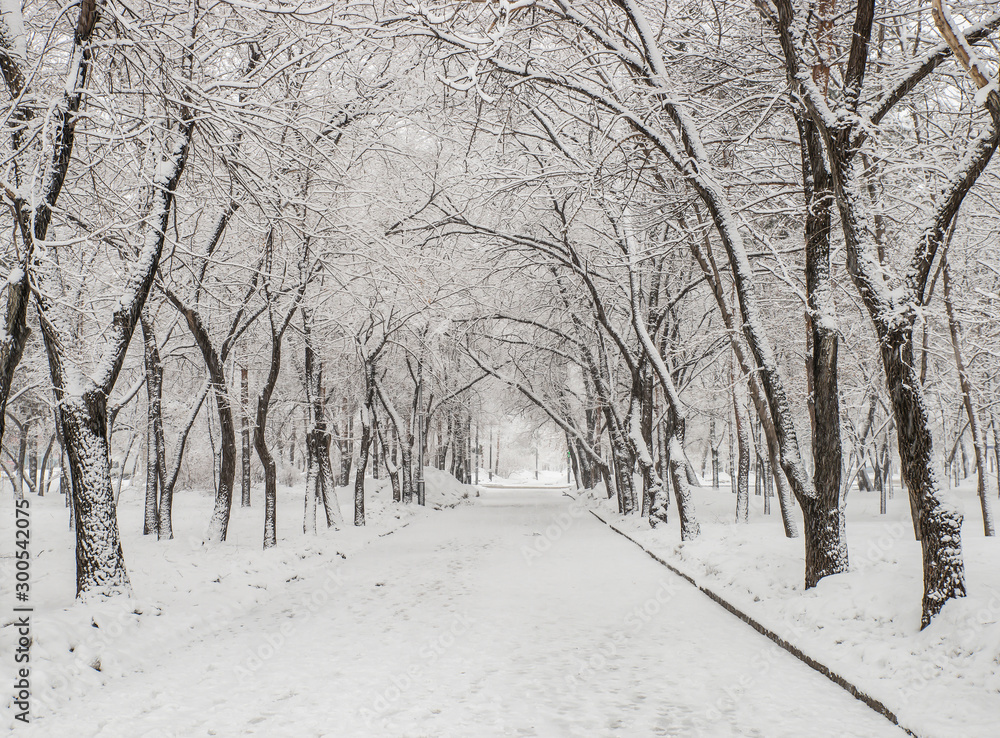  path in a snowy park. trees in the snow. snowfall in the park. winter landscape. first snow. snow tunnel