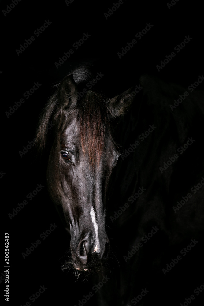 Horse on Black Background