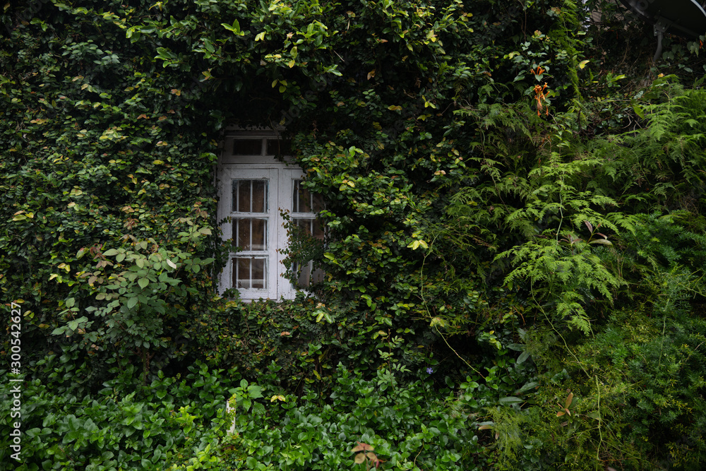 ivy on the wall ivy on the wall