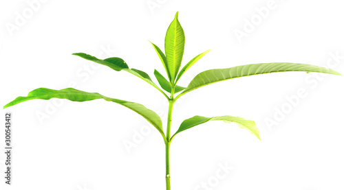 A tree on a white background