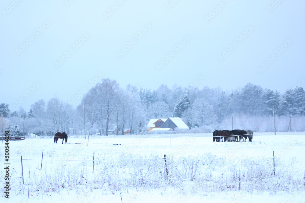 beautiful winter landscape with snowy forest and horse beautiful winter landscape with snowy forest and horse