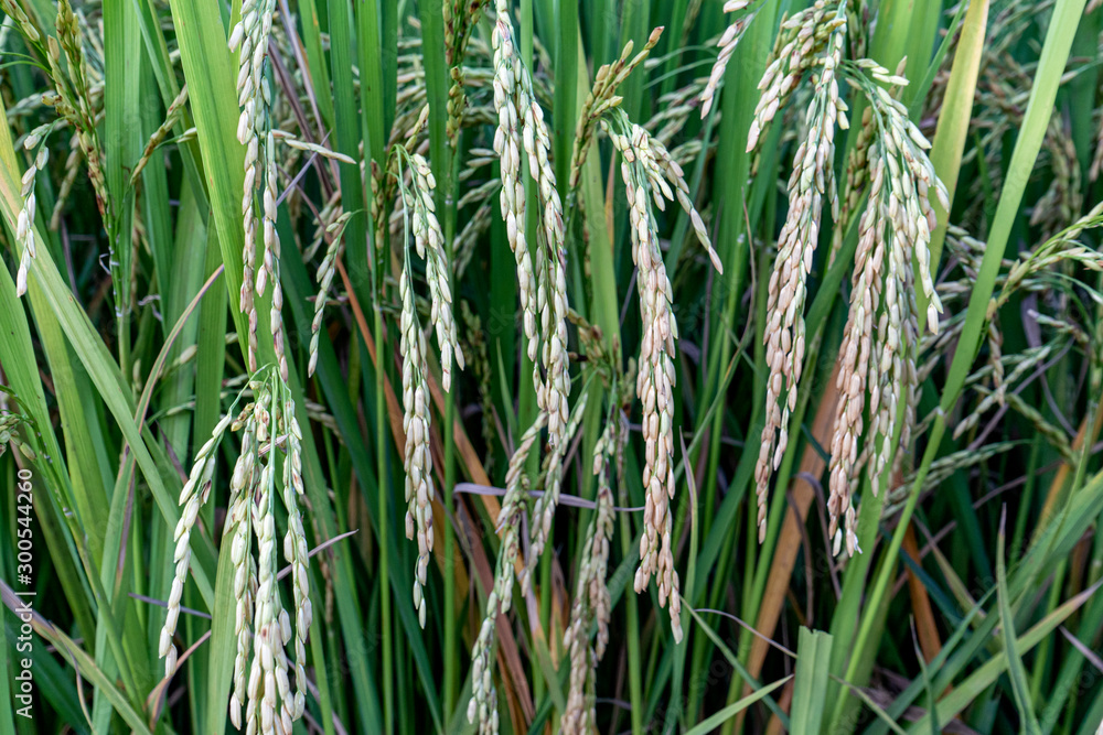 Obraz premium rice plant,Paddy,Field,Yellow green rice fields The beauty of the local farmers of Thailand