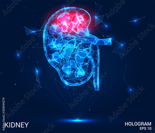 Hologram kidney. Pain in the kidneys made up of polygons, triangles, dots and lines. Kidney is a low poly compound structure. The technology concept.